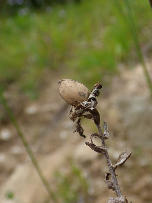 Ononis repens